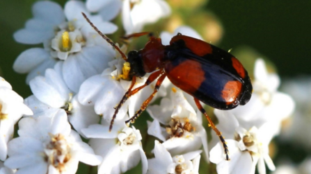 Big Beetle Bonanza | Ulster Wildlife